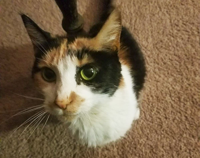 After This Man's Cat Was Put Down At The Vet, He Received A Heartwarming Gift Including Ashes, Fur And A Paw With Seeds After This Man's Cat Was Put Down At The Vet, He Received A Heartwarming Gift Including Ashes, Fur And A Paw With Seeds