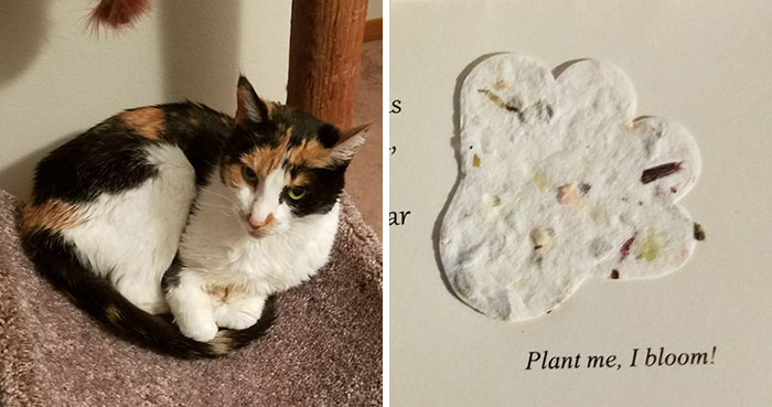 After This Man’s Cat Was Put Down At The Vet, He Received A Heartwarming Gift Including Ashes, Fur And A Paw With Seeds