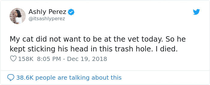 Someone Shares Pic Of Their Cat Hiding From The Vet, The Internet Responds With Their Own Hilarious Pics