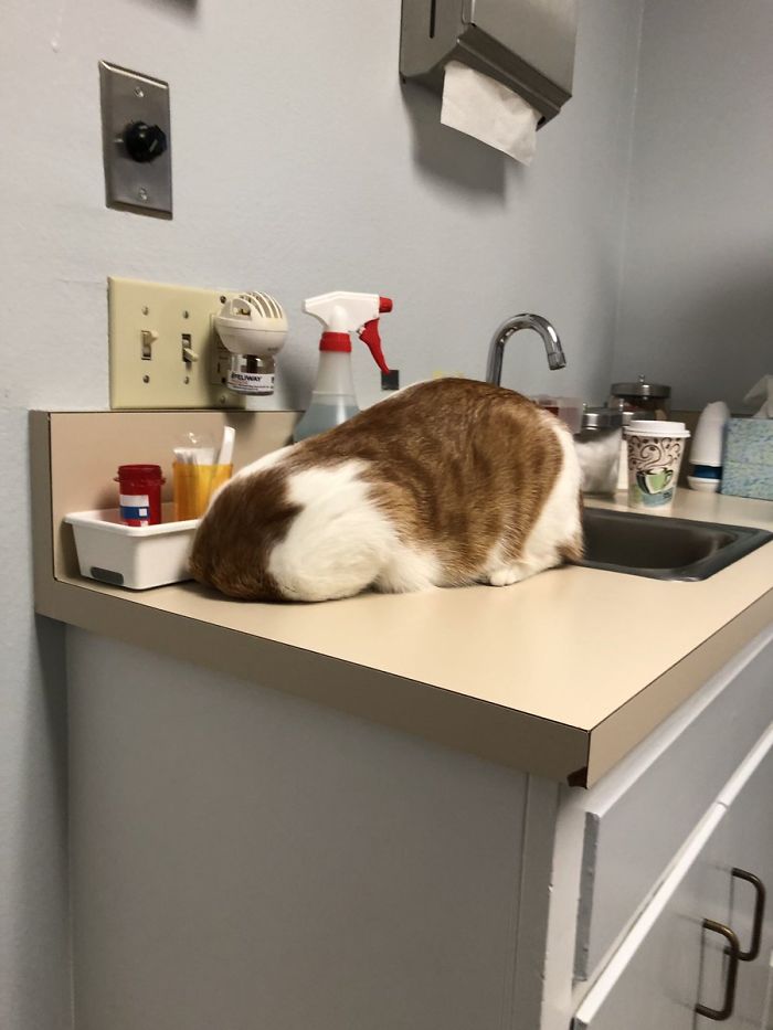 Someone Shares Pic Of Their Cat Hiding From The Vet, The Internet Responds With Their Own Hilarious Pics Someone Shares Pic Of Their Cat Hiding From The Vet, The Internet Responds With Their Own Hilarious Pics