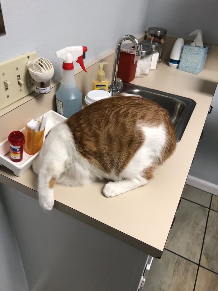 Someone Shares Pic Of Their Cat Hiding From The Vet, The Internet Responds With Their Own Hilarious Pics Someone Shares Pic Of Their Cat Hiding From The Vet, The Internet Responds With Their Own Hilarious Pics