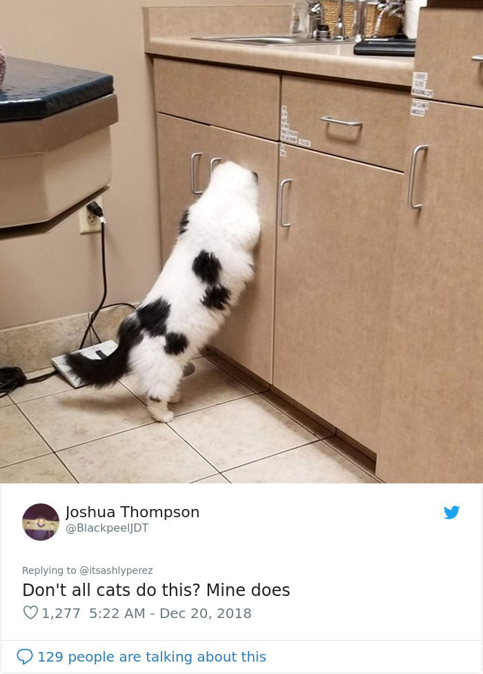 Someone Shares Pic Of Their Cat Hiding From The Vet, The Internet Responds With Their Own Hilarious Pics Someone Shares Pic Of Their Cat Hiding From The Vet, The Internet Responds With Their Own Hilarious Pics