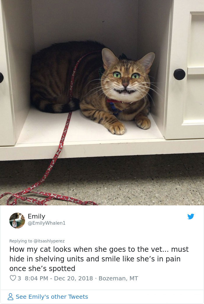 Someone Shares Pic Of Their Cat Hiding From The Vet, The Internet Responds With Their Own Hilarious Pics