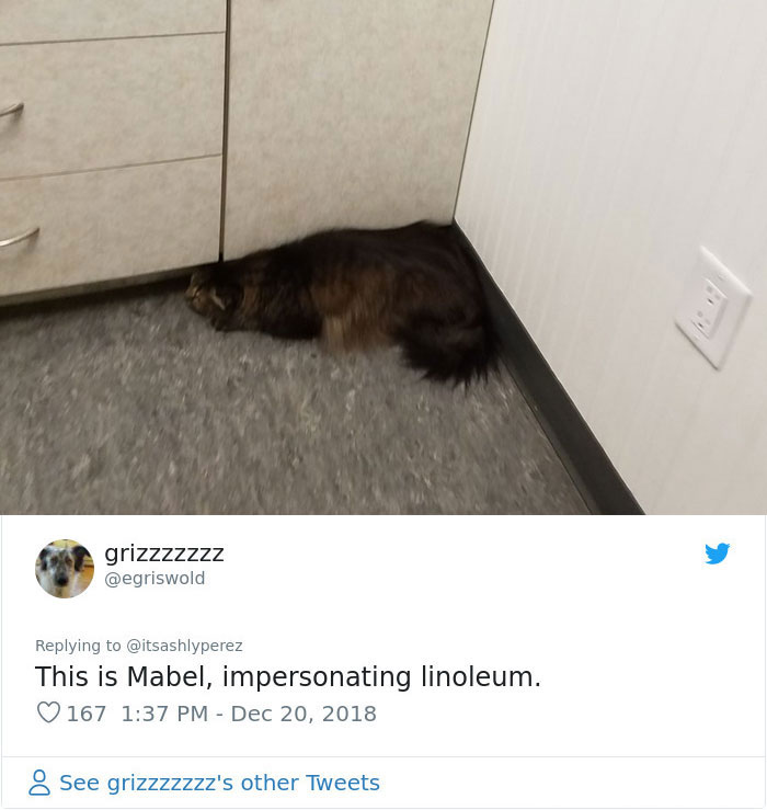 Someone Shares Pic Of Their Cat Hiding From The Vet, The Internet Responds With Their Own Hilarious Pics