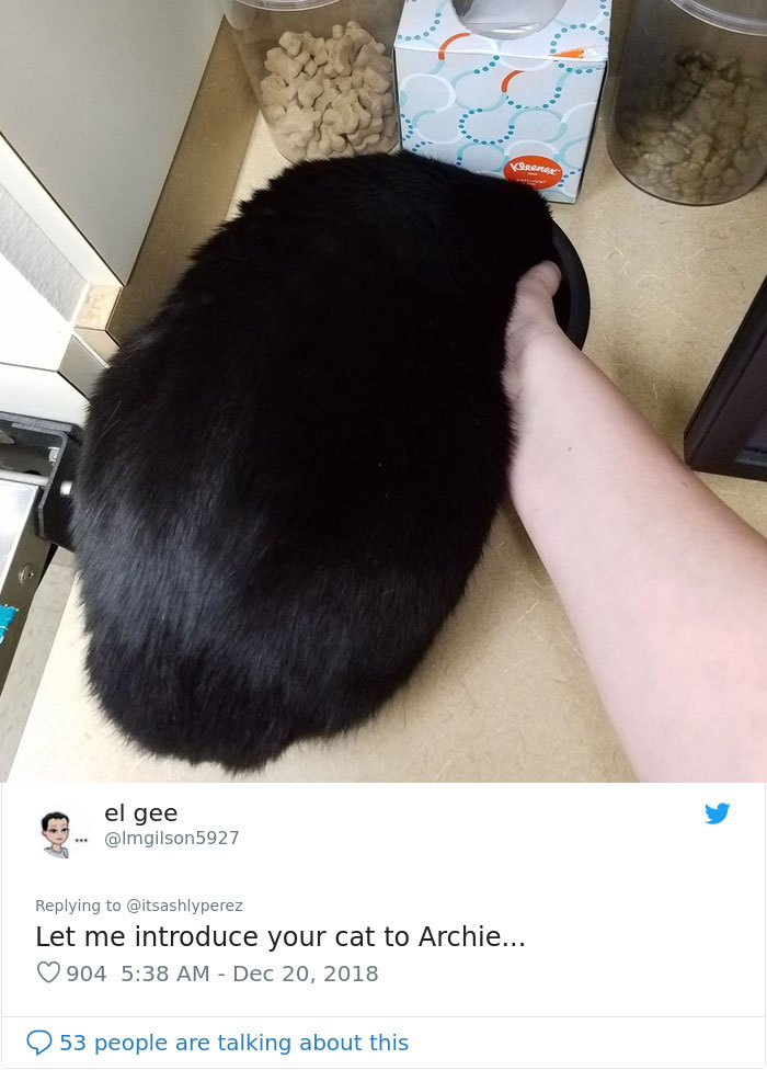 Someone Shares Pic Of Their Cat Hiding From The Vet, The Internet Responds With Their Own Hilarious Pics