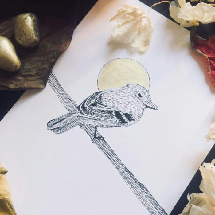 Lovely Colombian Bird Illustrations