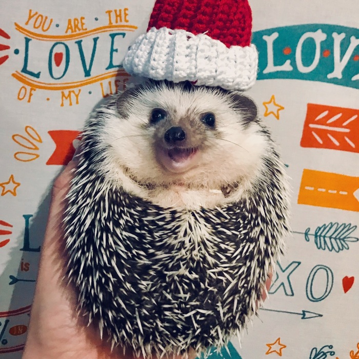 Meet Rick, The Cutest Christmas Hedgehog From Ukraine