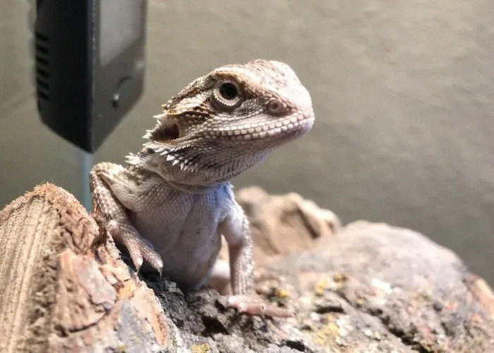 Man Accidentally Unleashes 250 Crickets In His House And People Are In Tears With Laughter Man Accidentally Unleashes 250 Crickets In His House And People Are In Tears With Laughter