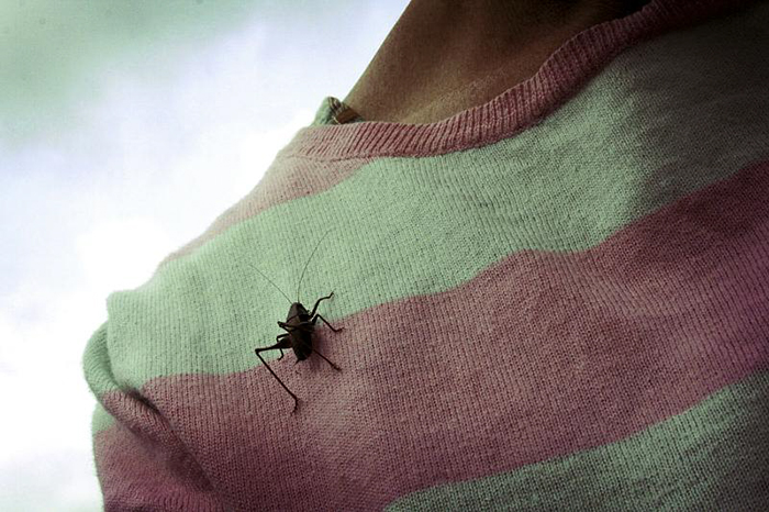 Man Accidentally Unleashes 250 Crickets In His House And People Are In Tears With Laughter Man Accidentally Unleashes 250 Crickets In His House And People Are In Tears With Laughter