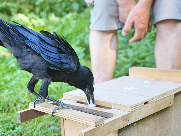 This French Theme Park Has 6 Crow 'Employees' Who Pick Up Trash This French Theme Park Has 6 Crow 'Employees' Who Pick Up Trash