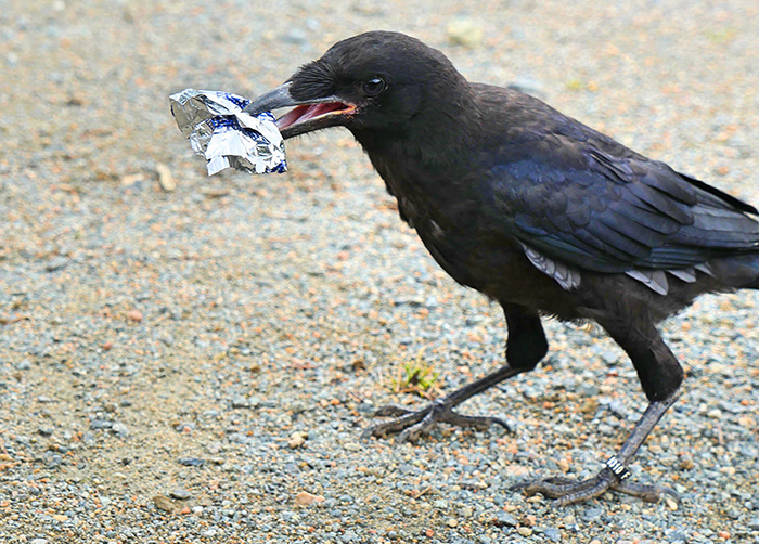 This French Theme Park Has 6 Crow 'Employees' Who Pick Up Trash This French Theme Park Has 6 Crow 'Employees' Who Pick Up Trash