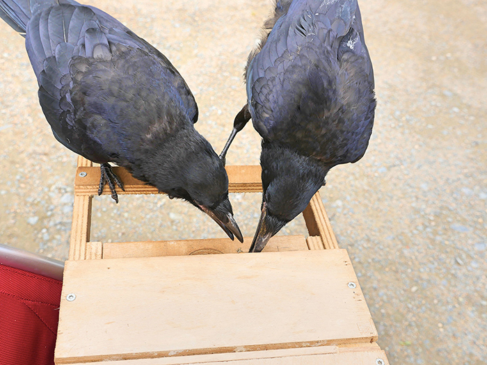 This French Theme Park Has 6 Crow 'Employees' Who Pick Up Trash