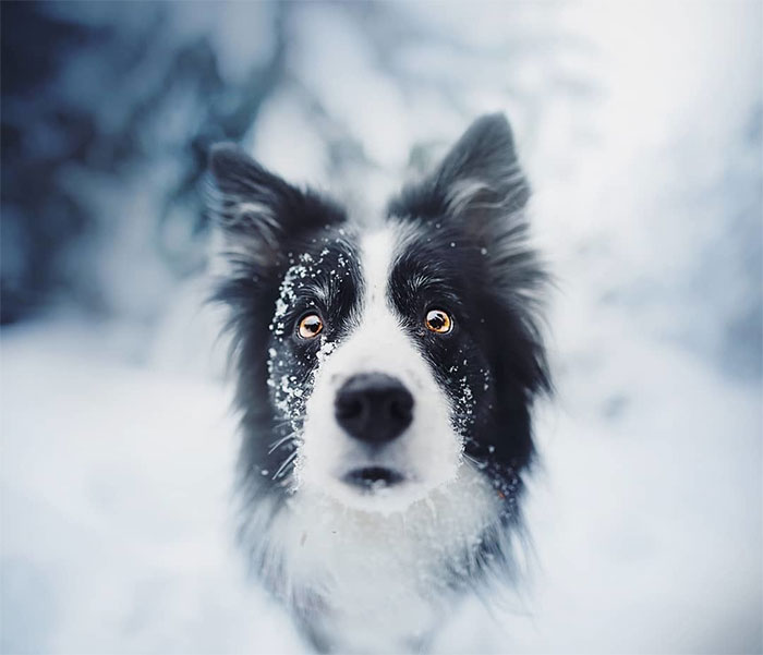 50 Of The Best Dog Photos I’ve Ever Taken
