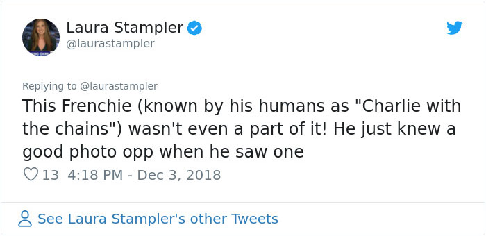 This Girl&rsquo;s Reaction To Her Boyfriend Proposing With 16 Dogs Is Priceless