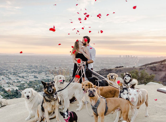 This Girl’s Reaction To Her Boyfriend Proposing With 16 Dogs Is Priceless This Girl’s Reaction To Her Boyfriend Proposing With 16 Dogs Is Priceless