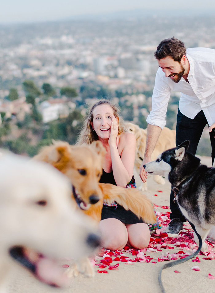 This Girl’s Reaction To Her Boyfriend Proposing With 16 Dogs Is Priceless This Girl’s Reaction To Her Boyfriend Proposing With 16 Dogs Is Priceless