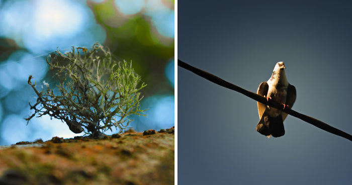 Nature Photography From Darjeeling, West Bengal, And India (24 Pics)