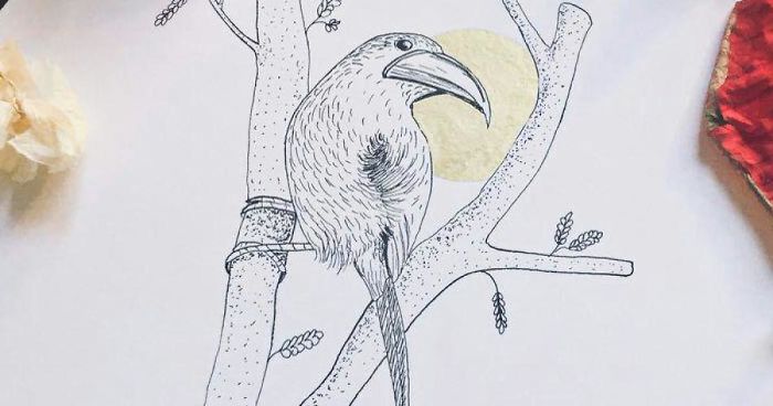 Lovely Colombian Bird Illustrations