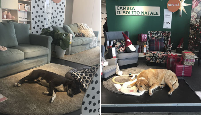 IKEA In Italy Opens Its Doors For Homeless Dogs During Cold Winter Months