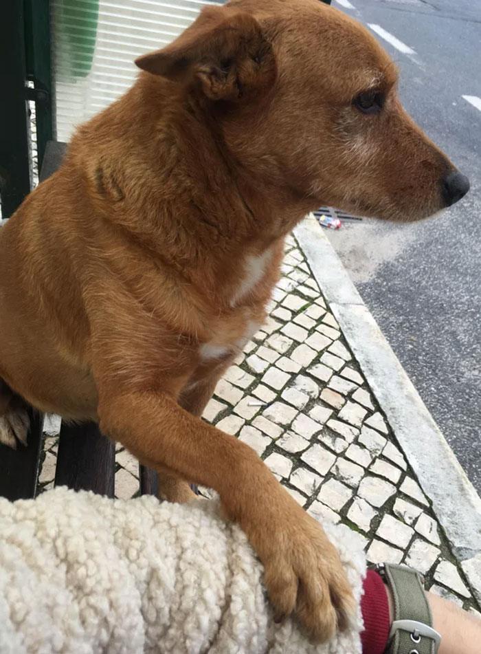 I Was Having A Bad Day And This Dog Walked To My Bus Stop, Sat On The Bench And Asked Me For Pets. I'm Now Having A Good Day