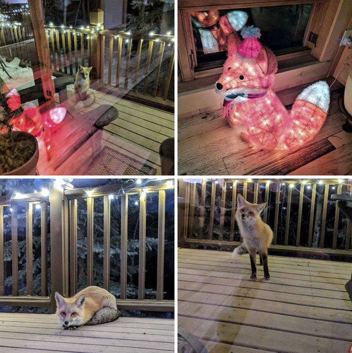 I Think Someone Has A Crush On My Christmas Light Decoration