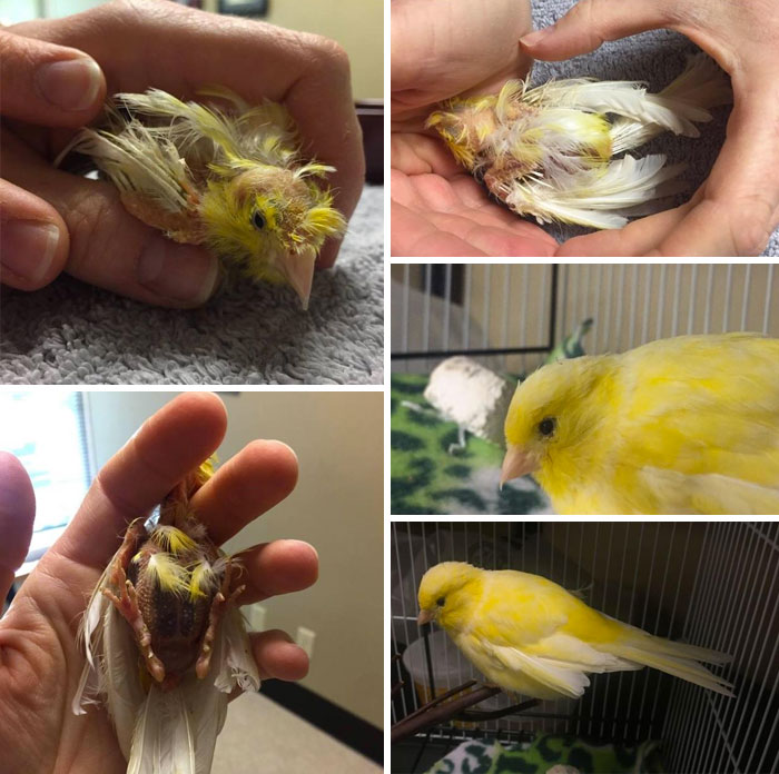 A Vet I Follow On Fb Posted The Before And After Pictures Of Saving A 15-Year-Old Bird Someone Brought In To Be Euthanized