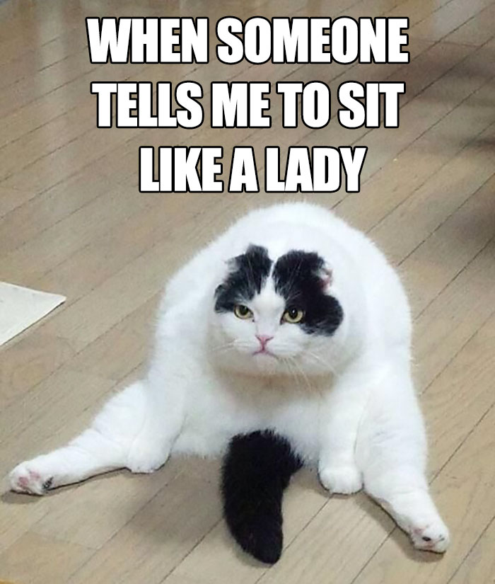 A funny cat meme sitting awkwardly, humorously illustrating feminist themes.