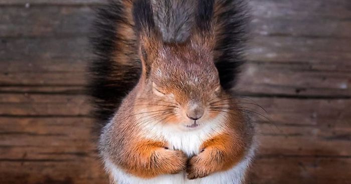 Finnish Photographer Proves Fairy Forests Are Real In Finland (41 Pics)Finnish Photographer Proves Fairy Forests Are Real In Finland (41 Pics)