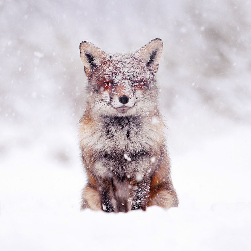 Photographer Documents Stunning Wild Foxes Enjoying The Snow (New Pics) Photographer Documents Stunning Wild Foxes Enjoying The Snow (New Pics)
