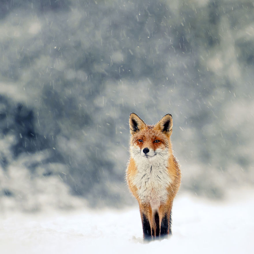 Photographer Documents Stunning Wild Foxes Enjoying The Snow (New Pics) Photographer Documents Stunning Wild Foxes Enjoying The Snow (New Pics)