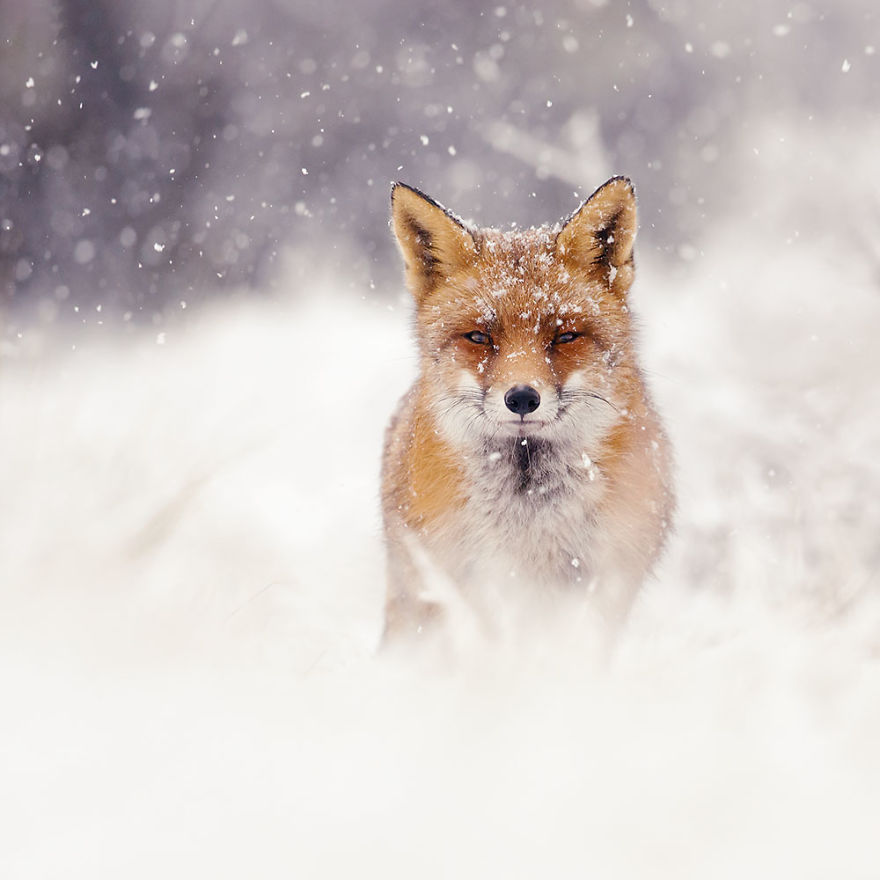 Photographer Documents Stunning Wild Foxes Enjoying The Snow (New Pics) Photographer Documents Stunning Wild Foxes Enjoying The Snow (New Pics)