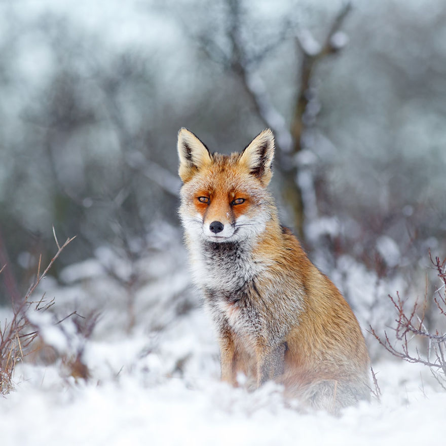 Photographer Documents Stunning Wild Foxes Enjoying The Snow (New Pics) Photographer Documents Stunning Wild Foxes Enjoying The Snow (New Pics)