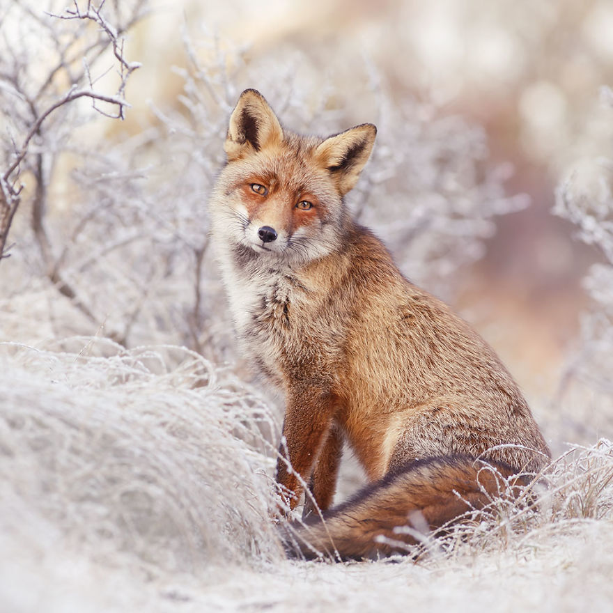 Photographer Documents Stunning Wild Foxes Enjoying The Snow (New Pics) Photographer Documents Stunning Wild Foxes Enjoying The Snow (New Pics)
