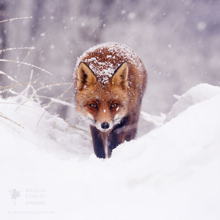 Photographer Documents Stunning Wild Foxes Enjoying The Snow (New Pics)