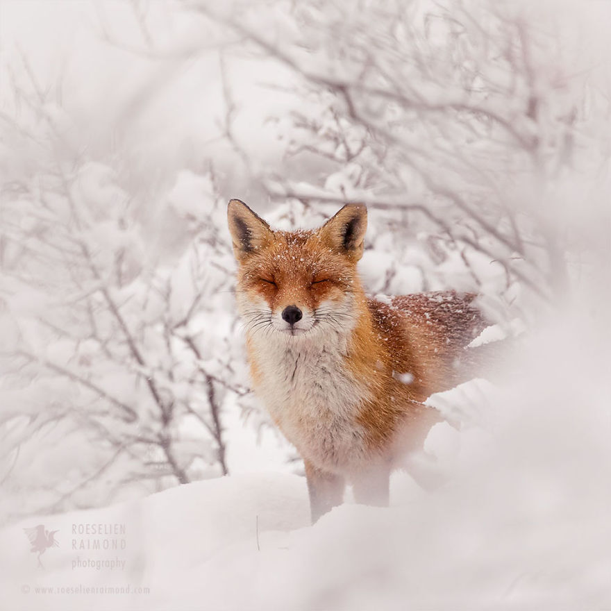 Photographer Documents Stunning Wild Foxes Enjoying The Snow (New Pics) Photographer Documents Stunning Wild Foxes Enjoying The Snow (New Pics)