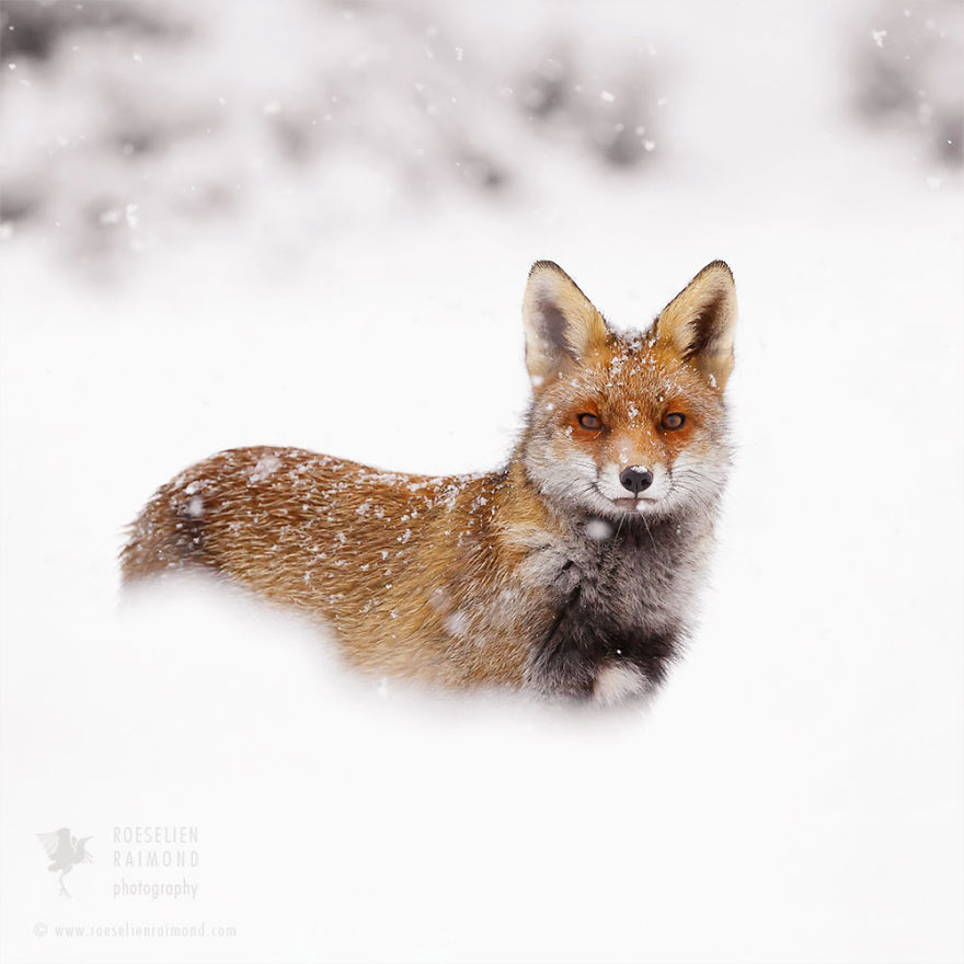 Photographer Documents Stunning Wild Foxes Enjoying The Snow (New Pics)