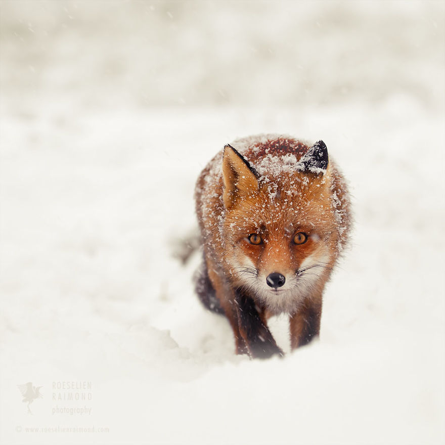 Photographer Documents Stunning Wild Foxes Enjoying The Snow (New Pics)