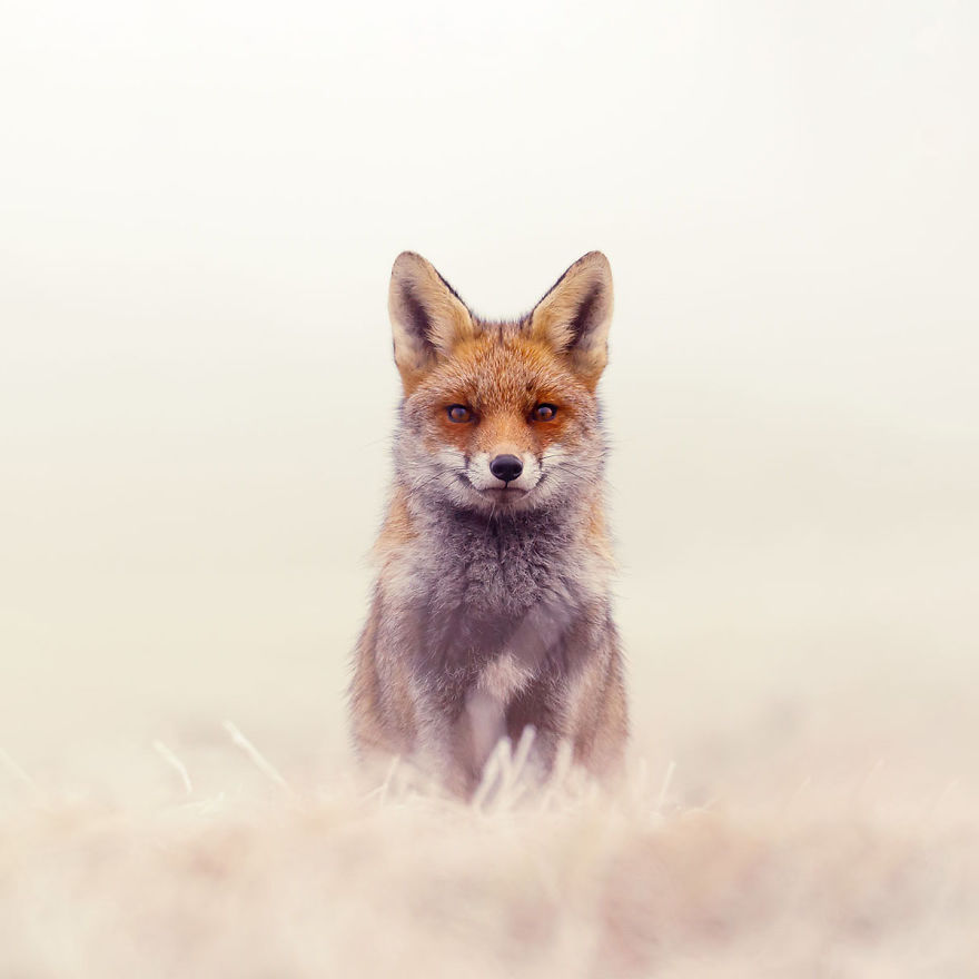 Photographer Documents Stunning Wild Foxes Enjoying The Snow (New Pics)