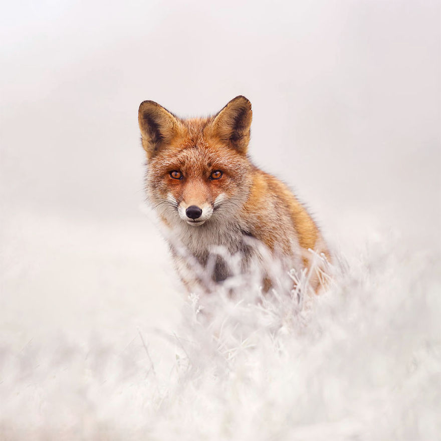 Photographer Documents Stunning Wild Foxes Enjoying The Snow (New Pics)