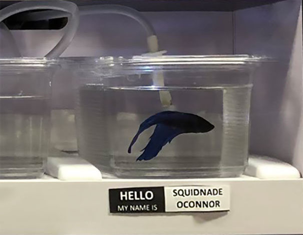 Squidnade Oconnor