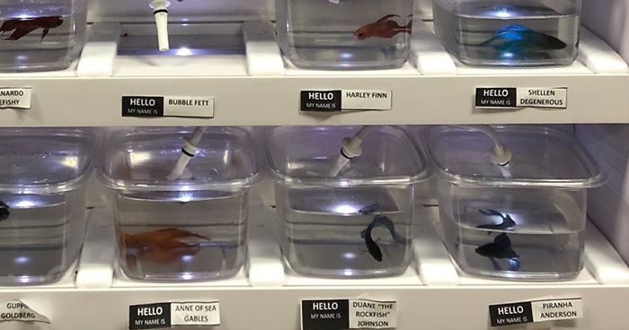 Pet Store Gives Celebrity Names To Their Fishes And They Are Hilariously Accurate