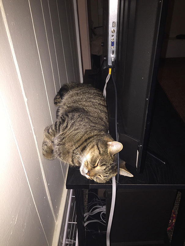 My Boyfriend's Cat Likes To Sleep Against The Wall