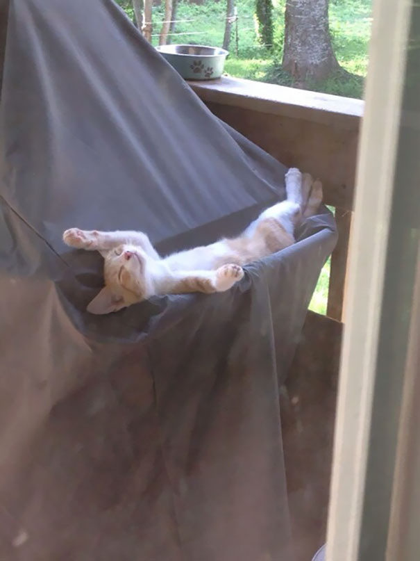 My Girlfriend's Cat Sleeping On The Barbecue