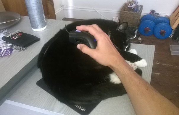 My Cat Likes To Sleep Where I Can't Avoid Stroking Her