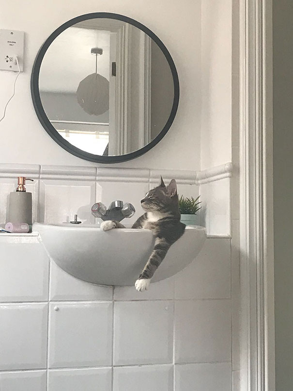 My Cat When He Thinks There's No One Home