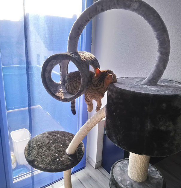 Any Ideas, How Does She Manage To Sleep Like That?