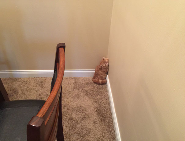 My New Kitten Just Fell Asleep Against The Wall