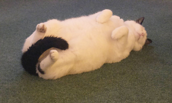 My Cat Always Covers His Private Bits When Sleeping On His Back, Because He Is A Decent, Upstanding Member Of Society