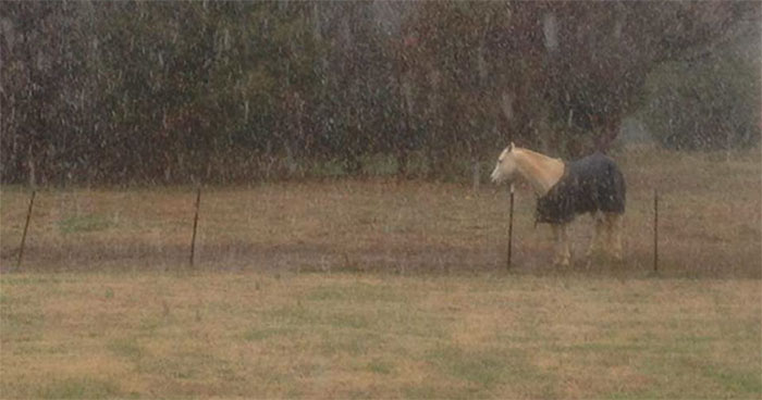 Este es Tango, el caballo más tonto que se está volviendo viral en Twitter