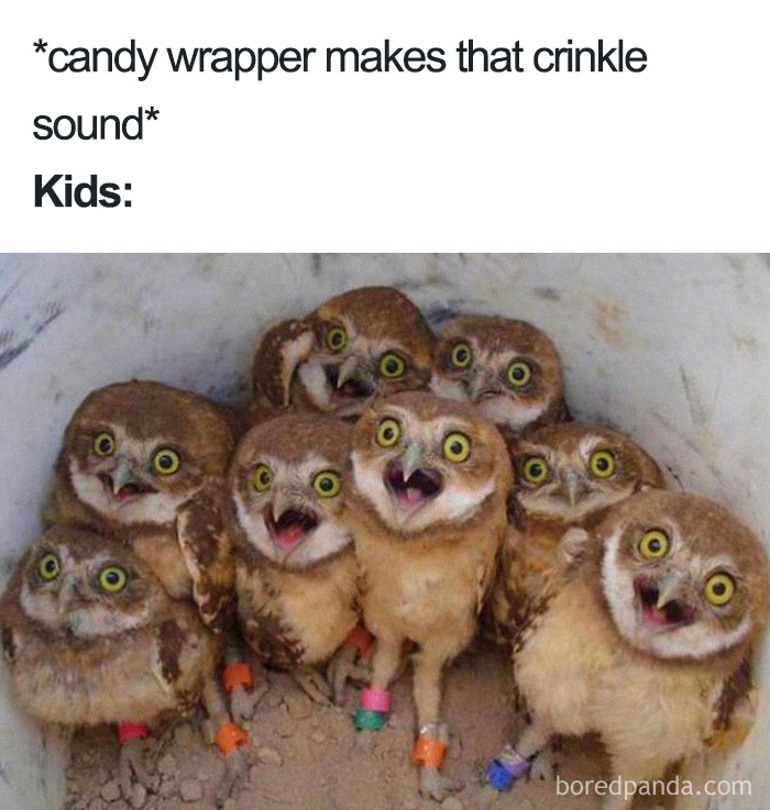 Owls looking surprised, illustrating a funny mom meme about the sound of a candy wrapper grabbing kids' attention.